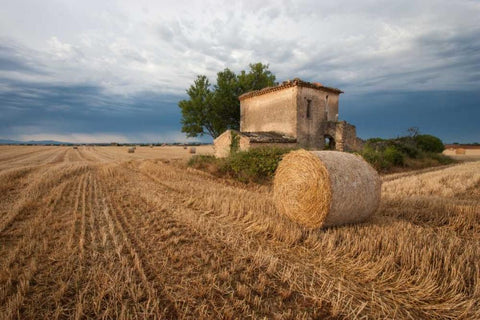 Europe, France Hay bale in Provence field Black Ornate Wood Framed Art Print with Double Matting by Anon, Ellen