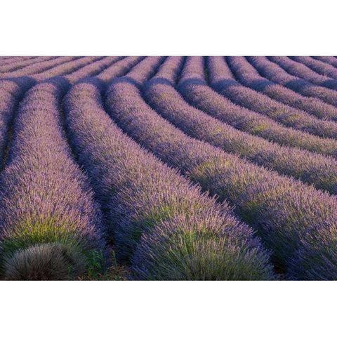 Europe, France Rows of lavender in Provence White Modern Wood Framed Art Print by Anon, Ellen