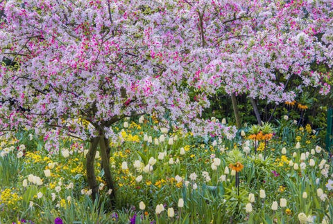 France, Giverny spring in Claude Monets garden White Modern Wood Framed Art Print with Double Matting by Needle, Charles