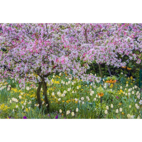 France, Giverny spring in Claude Monets garden Black Modern Wood Framed Art Print with Double Matting by Needle, Charles
