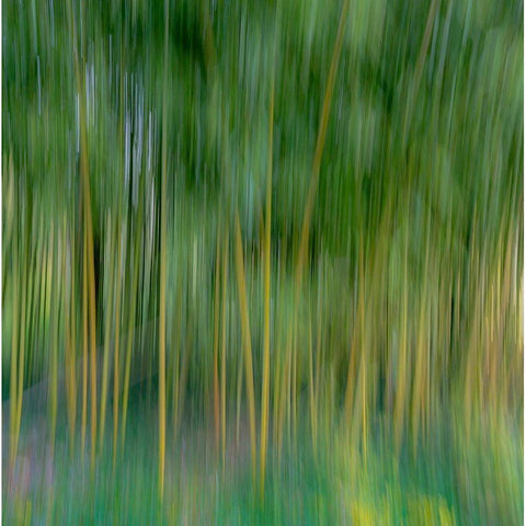 France-Giverny Abstract of bamboo forest in Monets Garden  Black Modern Wood Framed Art Print with Double Matting by Jaynes Gallery