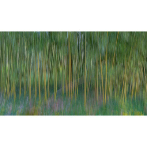 France-Giverny Abstract of bamboo forest in Monets Garden  Black Modern Wood Framed Art Print by Jaynes Gallery
