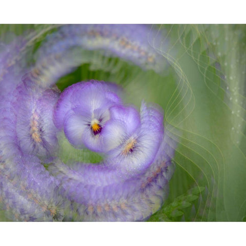 France-Giverny Abstract of purple pansy  Black Modern Wood Framed Art Print with Double Matting by Jaynes Gallery