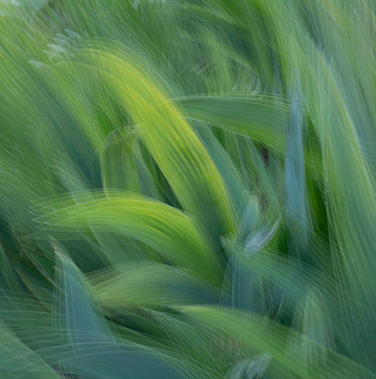 Image Only