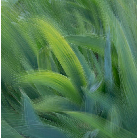 France-Giverny Abstract of green leaves  White Modern Wood Framed Art Print by Jaynes Gallery
