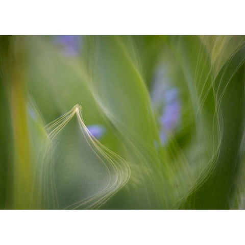 France-Giverny Abstract of green leaves  White Modern Wood Framed Art Print by Jaynes Gallery