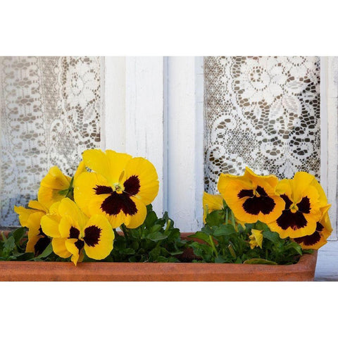 France-Giverny Yellow pansies and lace curtain  White Modern Wood Framed Art Print by Jaynes Gallery