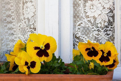 France-Giverny Yellow pansies and lace curtain  White Modern Wood Framed Art Print with Double Matting by Jaynes Gallery