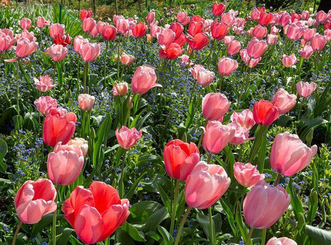 France-Giverny Pink and red backlit tulips in Monets Garden  White Modern Wood Framed Art Print with Double Matting by Jaynes Gallery