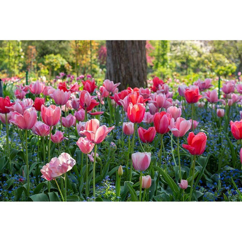 France-Giverny Side lit tulips in evening light  Gold Ornate Wood Framed Art Print with Double Matting by Jaynes Gallery