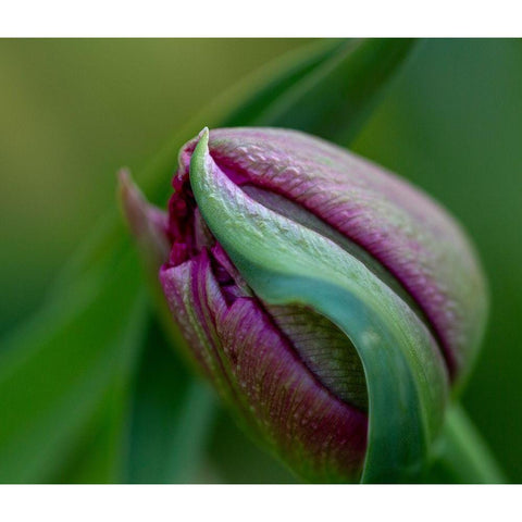 France-Giverny Close-up of purple tulip bud  White Modern Wood Framed Art Print by Jaynes Gallery