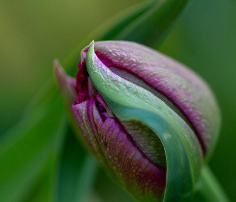 France-Giverny Close-up of purple tulip bud  White Modern Wood Framed Art Print with Double Matting by Jaynes Gallery