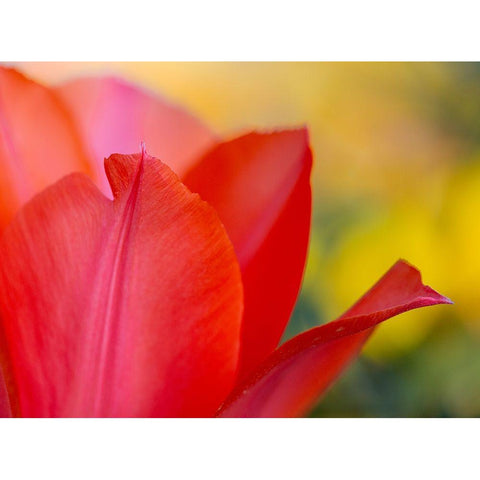 France-Giverny Close-up of red tulip petals  White Modern Wood Framed Art Print by Jaynes Gallery