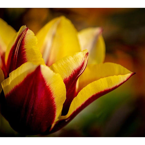 France-Giverny Close-up orange and yellow tulip petals  Black Modern Wood Framed Art Print with Double Matting by Jaynes Gallery