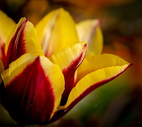 France-Giverny Close-up orange and yellow tulip petals  White Modern Wood Framed Art Print with Double Matting by Jaynes Gallery