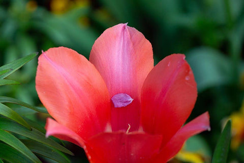 France-Giverny Close-up of tiny petal inside a red tulip  White Modern Wood Framed Art Print with Double Matting by Jaynes Gallery