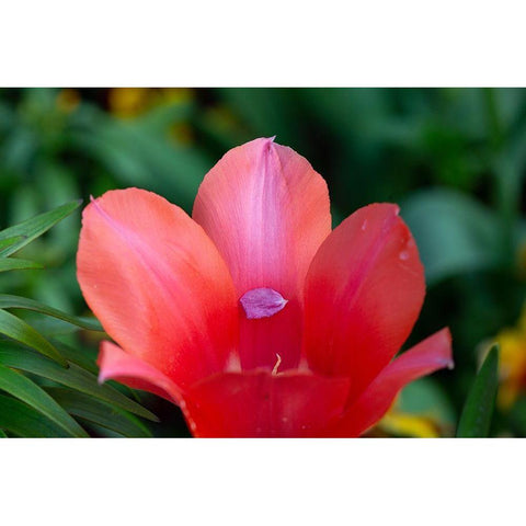 France-Giverny Close-up of tiny petal inside a red tulip  Black Modern Wood Framed Art Print by Jaynes Gallery