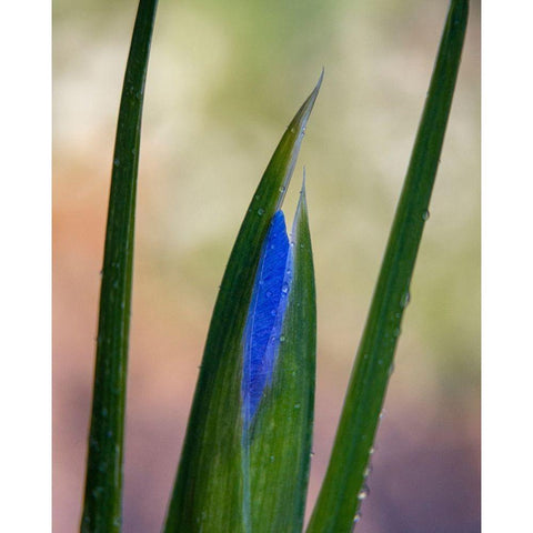 France-Giverny Close-up of emerging purple iris  Gold Ornate Wood Framed Art Print with Double Matting by Jaynes Gallery
