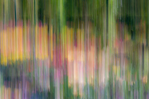 France-Giverny Abstract of flowers in Monets Garden  White Modern Wood Framed Art Print with Double Matting by Jaynes Gallery