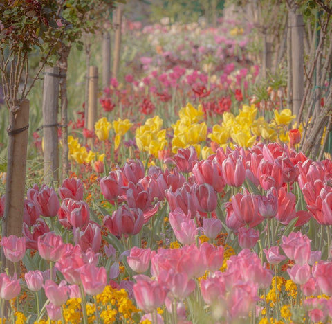 France-Giverny Tulips in Monets Garden  White Modern Wood Framed Art Print with Double Matting by Jaynes Gallery