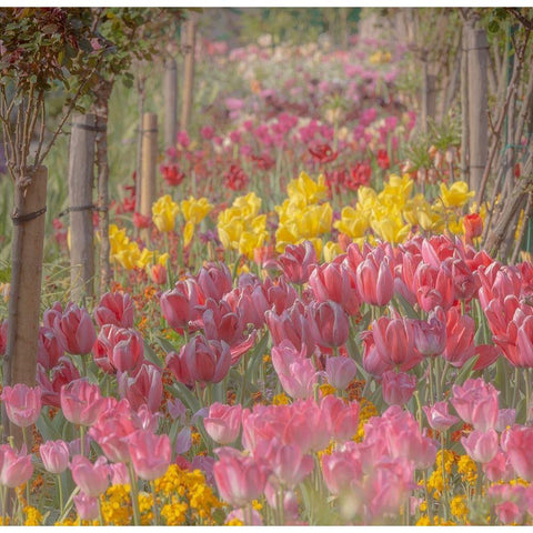 France-Giverny Tulips in Monets Garden  White Modern Wood Framed Art Print by Jaynes Gallery
