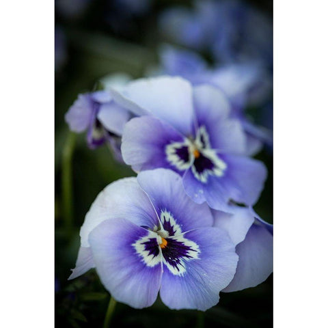 France-Giverny Close-up of purple pansies  Black Modern Wood Framed Art Print by Jaynes Gallery