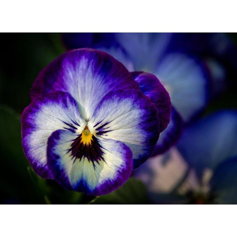 France-Giverny Close-up of purple pansies  White Modern Wood Framed Art Print by Jaynes Gallery