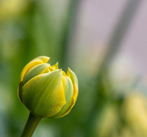 France-Giverny Close-up of a yellow tulip bud in Monets Garden  White Modern Wood Framed Art Print with Double Matting by Jaynes Gallery