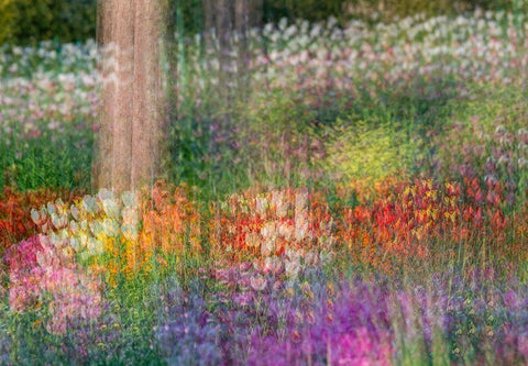 France-Giverny Impression of flowers in Monets Garden  White Modern Wood Framed Art Print with Double Matting by Jaynes Gallery