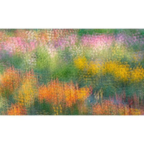 France-Giverny Impression of flowers in Monets Garden  Black Modern Wood Framed Art Print by Jaynes Gallery