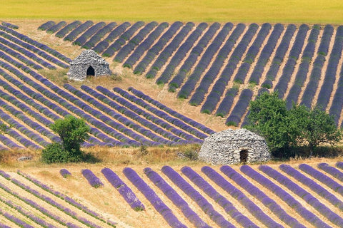 Europe-France-Provence-Lavender field and stone huts in Sault Plateau Black Ornate Wood Framed Art Print with Double Matting by Jaynes Gallery