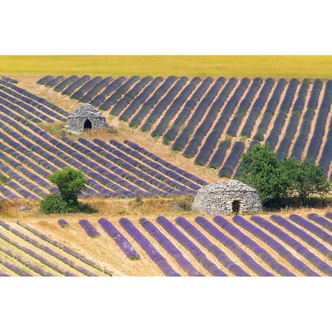 Europe-France-Provence-Lavender field and stone huts in Sault Plateau White Modern Wood Framed Art Print by Jaynes Gallery