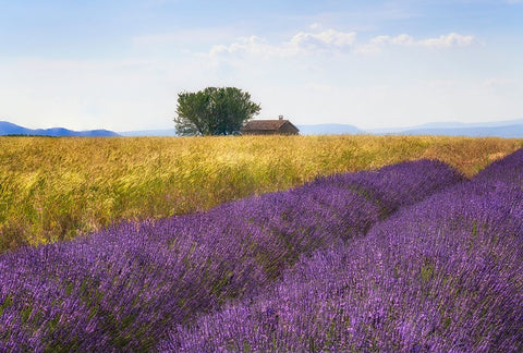 Europe-France-Provence-Valensole Plateau-Lavender and wheat crops with tree and house Black Ornate Wood Framed Art Print with Double Matting by Jaynes Gallery