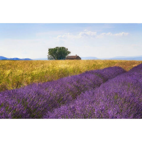 Europe-France-Provence-Valensole Plateau-Lavender and wheat crops with tree and house Black Modern Wood Framed Art Print by Jaynes Gallery