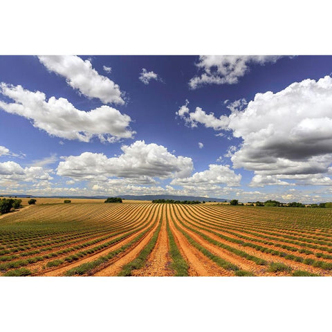 Europe-France-Provence-Valensole Plateau-Harvested lavender fields Gold Ornate Wood Framed Art Print with Double Matting by Jaynes Gallery