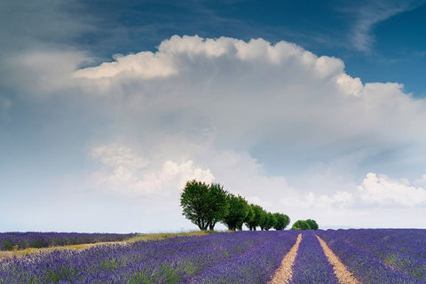 Europe-France-Provence-Valensole Plateau-Clouds over rows of lavender and trees White Modern Wood Framed Art Print with Double Matting by Jaynes Gallery