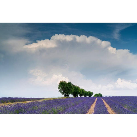 Europe-France-Provence-Valensole Plateau-Clouds over rows of lavender and trees Black Modern Wood Framed Art Print by Jaynes Gallery