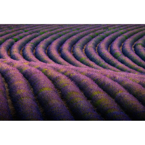 Europe-France-Provence-Valensole Plateau-Rows of ripe lavender Black Modern Wood Framed Art Print by Jaynes Gallery