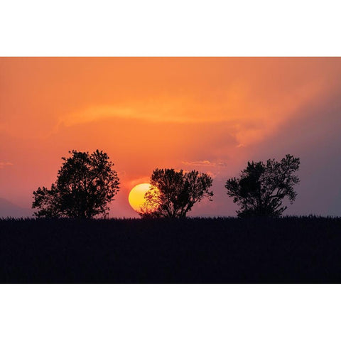 Europe-France-Provence-Sunset and tree silhouettes on Valensole Plateau Black Modern Wood Framed Art Print by Jaynes Gallery