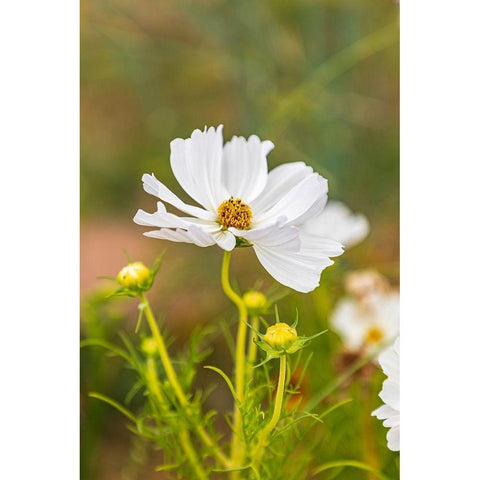 France-Haute-Vienne-Limoges Flowers in a garden in Limoges Black Modern Wood Framed Art Print by Wilson, Emily