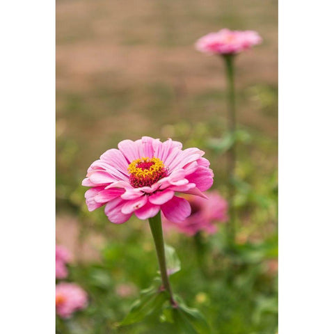 France-Haute-Vienne-Limoges Flowers in a garden in Limoges Black Modern Wood Framed Art Print with Double Matting by Wilson, Emily