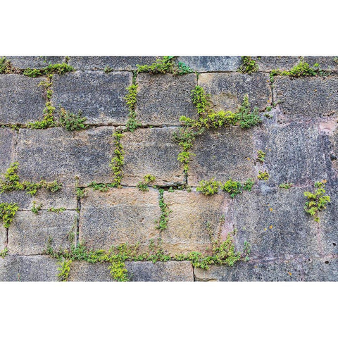 France-Dordogne-Hautefort Plants growing in a stone wall in the town of Hautefort Black Modern Wood Framed Art Print by Wilson, Emily