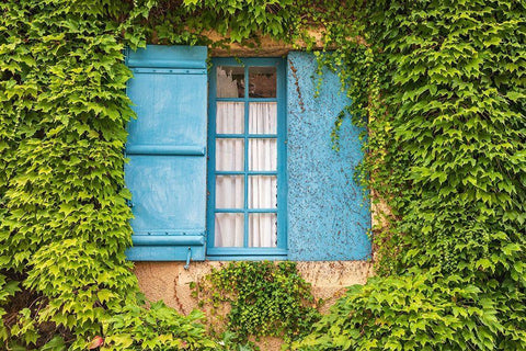 France-Dordogne-Hautefort A blue shuttered window in an ivy covered wall in the town of Hautefort Black Ornate Wood Framed Art Print with Double Matting by Wilson, Emily