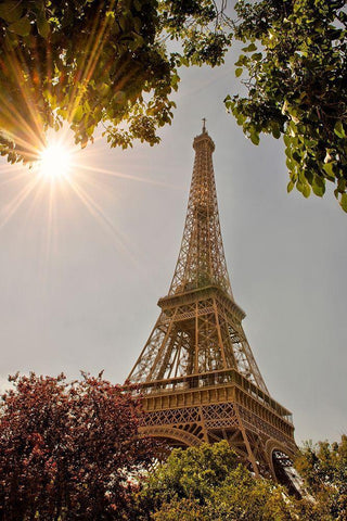 Eiffel Tower framed by trees and sunburst in Paris-France White Modern Wood Framed Art Print with Double Matting by Steve Mohlenkamp