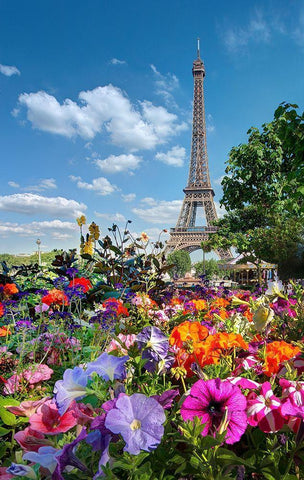 Fall and Eiffel Tower in Paris-France White Modern Wood Framed Art Print with Double Matting by Steve Mohlenkamp
