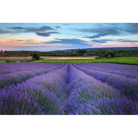 France-Provence-Salt-lavender field in full bloom Black Modern Wood Framed Art Print with Double Matting by Steve Mohlenkamp