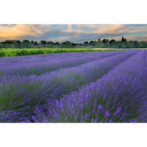 France-Provence-Salt-Lavender field at sunrise Gold Ornate Wood Framed Art Print with Double Matting by Steve Mohlenkamp