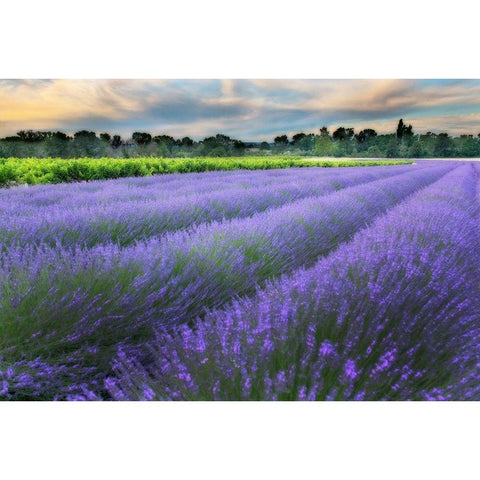 Lavender bloom near Sault in the south of France Gold Ornate Wood Framed Art Print with Double Matting by Steve Mohlenkamp