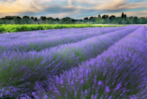 Lavender bloom near Sault in the south of France White Modern Wood Framed Art Print with Double Matting by Steve Mohlenkamp