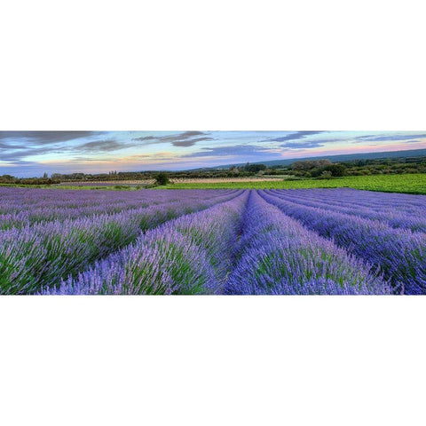 Lavender bloom near Sault in the south of France panoramic Black Modern Wood Framed Art Print with Double Matting by Steve Mohlenkamp